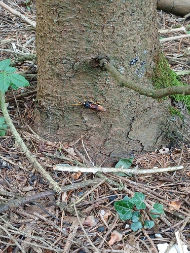 Gigantyczna osa drewniana — Bild 5