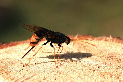 Gigantyczna osa drewniana — Bild 3