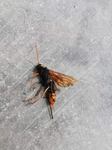 Gigantyczna osa drewniana — Bild 2