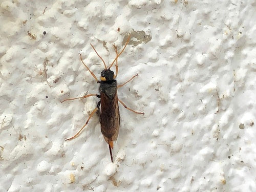 Gigantyczna osa drewniana — Bild 2