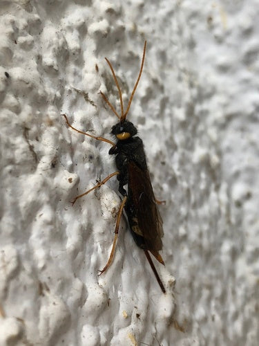 Gigantyczna osa drewniana — Bild 3