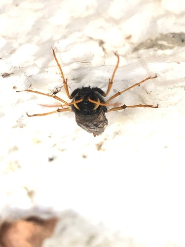 Gigantyczna osa drewniana — Bild 4