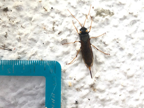 Gigantyczna osa drewniana — Bild 5