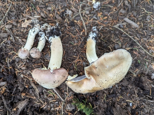 Gigantyczny sen — Bild 2