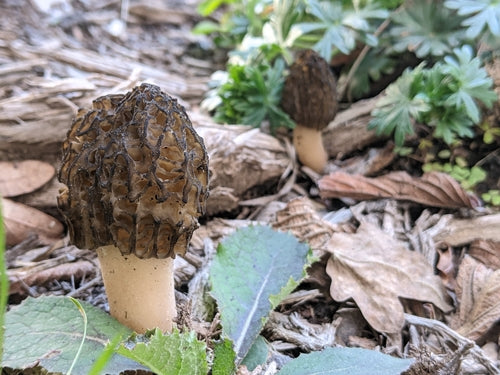 Kora ściółkowa morel — Bild 5