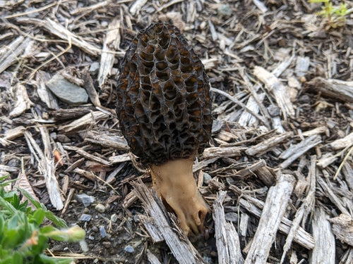 Kora ściółkowa morel — Bild 3