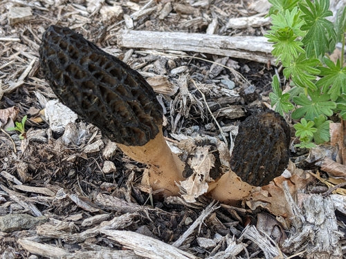 Kora ściółkowa morel — Bild 2