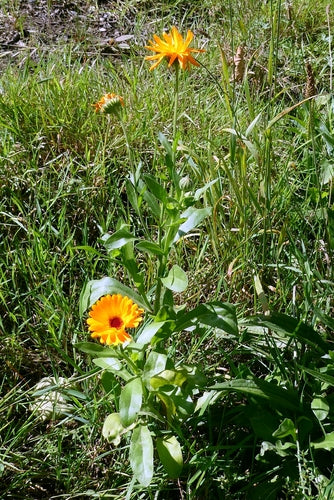 Nogietek — Bild 5