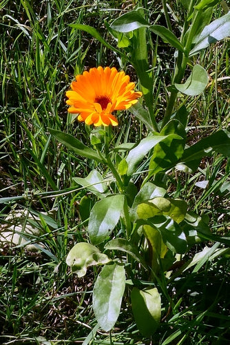 Nogietek — Bild 4