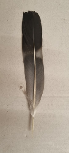 Gołąb leśny — Bild 4