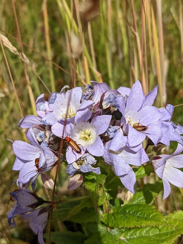 ostróżka — Bild 2