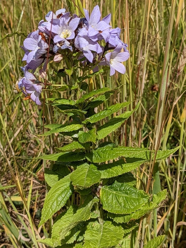 ostróżka — Bild 1