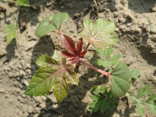 Fasola rycynowa — Bild 2