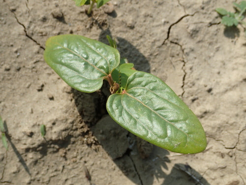 Fasola rycynowa — Bild 3