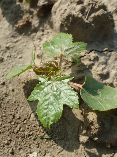 Fasola rycynowa — Bild 1