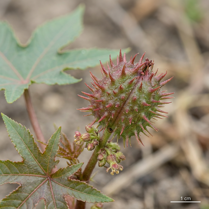 Fasola rycynowa