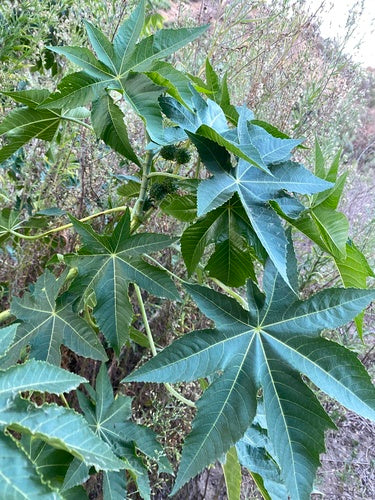 Fasola rycynowa — Bild 4