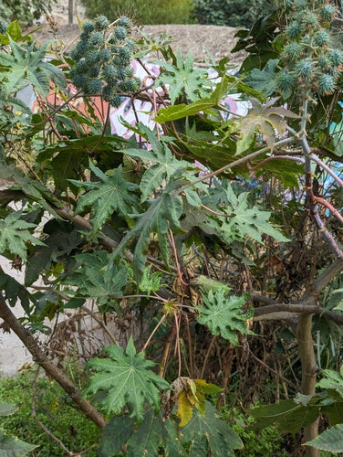 Fasola rycynowa — Bild 5