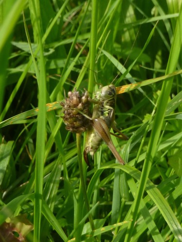 Gryzący owad Roesela — Bild 1