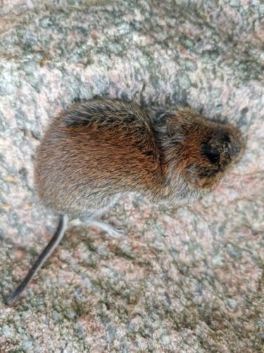 nornica ruda — zdjęcie 5 z 50