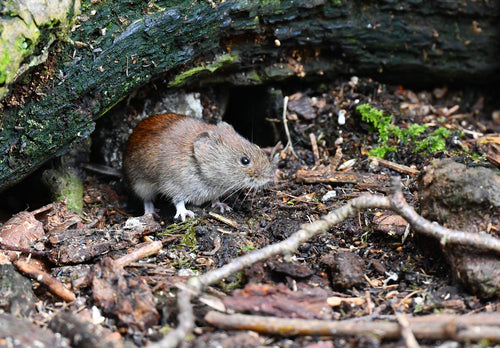 nornica ruda — Bild 3