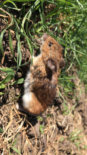 nornica ruda — Bild 4