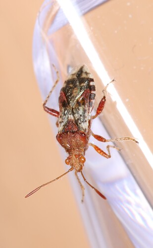 Czerwonawy robak Glasswing — zdjęcie 4 z 10