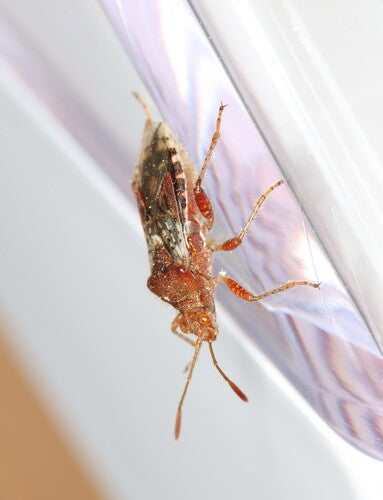 Czerwonawy robak Glasswing — zdjęcie 3 z 10