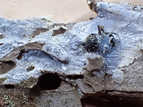 mrówka stolarska — Bild 2