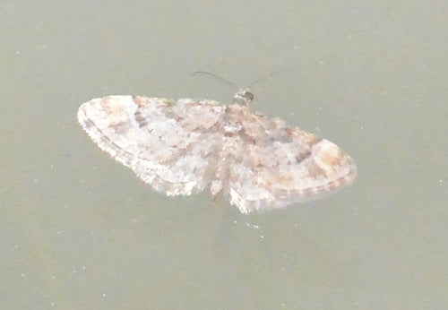 Ćma kwiatowa czerwonopaskowa — Bild 4