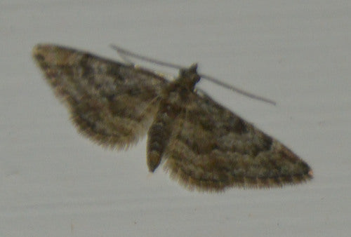 Ćma kwiatowa czerwonopaskowa — Bild 3