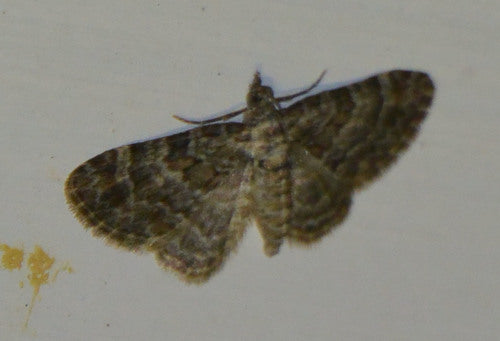 Ćma kwiatowa czerwonopaskowa — Bild 2