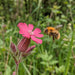 Blüte von Rote Lichtnelke (Silene dioica) in Nahaufnahme (KI-generiert)