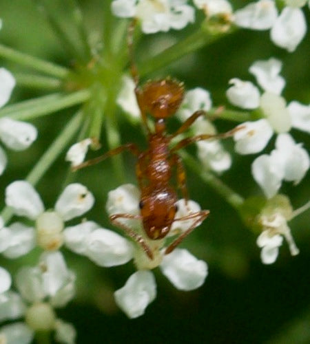 Czerwona mrówka trawnikowa — Bild 1