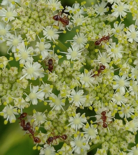 Czerwona mrówka trawnikowa — Bild 2