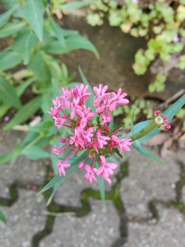 Czerwony kwiat ostrogi — Bild 5