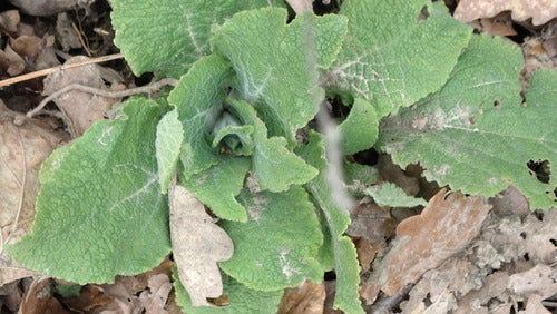 Naparstnica czerwona — Bild 5