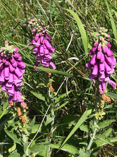 Naparstnica czerwona — Bild 4