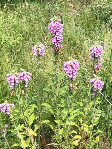 Naparstnica czerwona — Bild 3