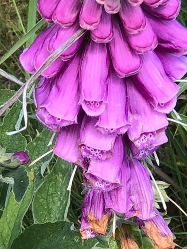 Naparstnica czerwona — Bild 2