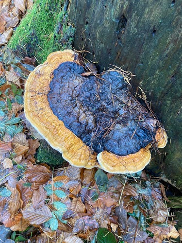 Gąbka drzewna o czerwonych krawędziach — Bild 4