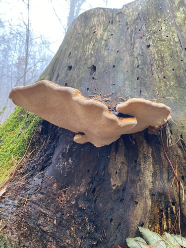 Gąbka drzewna o czerwonych krawędziach — Bild 3