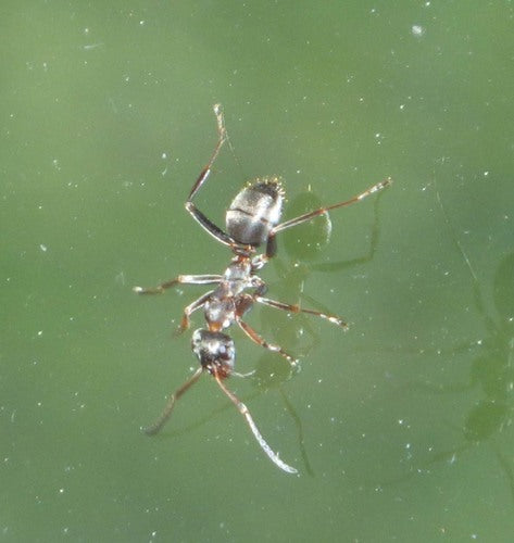 Mrówka niewolnicza czerwonogrzbieta — Bild 5