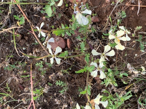 Rukola — Bild 4