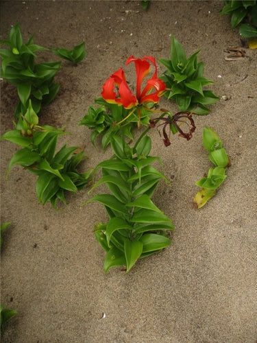 Korona Chwały — Bild 3