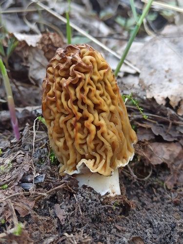 Zmarszczka-Verpel — Bild 5