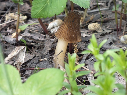 Zmarszczka-Verpel — Bild 5