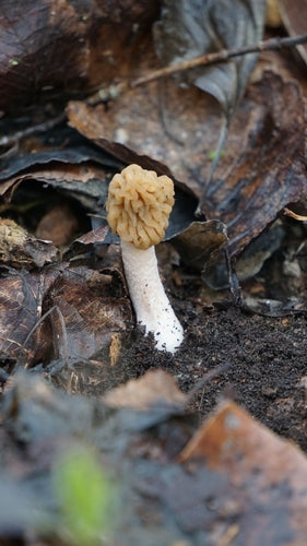 Zmarszczka-Verpel — Bild 4