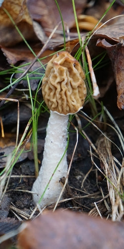 Zmarszczka-Verpel — Bild 3