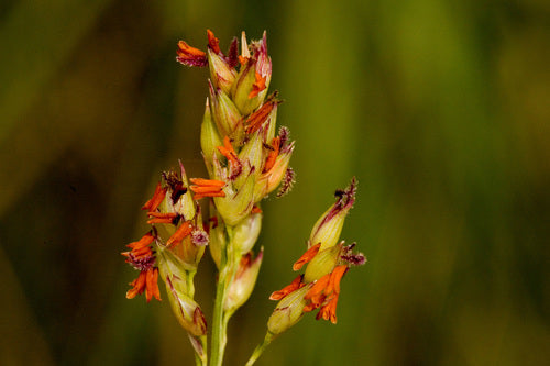 Przełączgrass — Bild 5